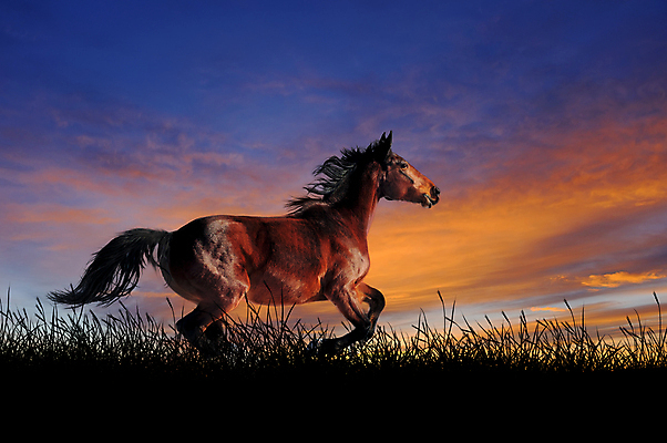 포토 JPG 해외이미지 주간 구름 한마리 하늘 풍경 초원 사람없음 야외 달리기 일출 말_동물 해외202004 해외포토 자연요소 1 포유류 모션 노을 파일형식 이미지허브