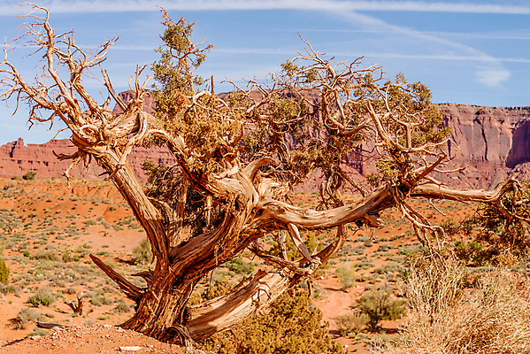 포토 JPG 해외이미지 나무 공원 모래 여행 자연 하늘 풍경 사람없음 빨간색 골짜기 계곡 미국 사막 인도인 사암 애리조나 천연기념물 서쪽 해외202004 해외포토 외국인 식물 공공시설 컬러 북아메리카 동양인 돌_바위 방향 생태계 파일형식 이미지허브