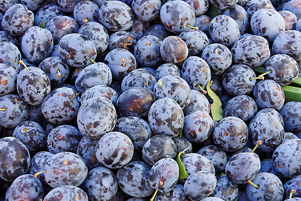 포토 JPG 해외이미지 음식 백그라운드 잎 과일 건강 사람없음 보라색 수확 신선 그룹 시장 달콤 유기농 날것 자두 숙성 해외202004 해외포토 식물 웰빙 컬러 농업 맛 파일형식 이미지허브