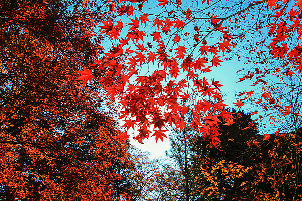 포토 JPG 해외이미지 나무 식물 계절 공원 실루엣 도로 여행 백그라운드 무지개 잎 패턴 자연 하늘 지붕 휴식 풍경 사람없음 빨간색 파란색 빛 컬러풀 햇빛 태양 정원 일본 활발 덮개 가을 나뭇가지 신선 보행로 닫기 숲 그늘 오솔길 강렬 해외202004 해외포토 자연요소 공공시설 아시아 길 컬러 컨셉 무늬 교통시설 모션 촬영기법 뚜껑 생태계 파일형식 이미지허브