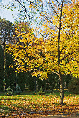 포토 JPG 해외이미지 나무 식물 계절 공원 백그라운드 단풍 잎 패턴 오렌지 자연 사람없음 야외 장식 빨간색 초록색 컬러풀 햇빛 태양 노란색 환경 활발 광선 가을 시골 신선 변화 황금 숲 묘사 유기농 모음 내추럴 강렬 해외202004 해외포토 자연요소 웰빙 공공시설 컬러 컨셉 무늬 과일 한글 생태계 파일형식 이미지허브