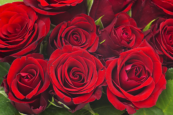 포토 JPG 해외이미지 식물 기념일 꽃잎 꽃 꽃다발 백그라운드 잎 꽃무늬 자연 벽지 결혼식 엄마 발렌타인데이 선물 사랑 사람없음 장식 빨간색 장미 귀여움 정원 보라색 축제 성장 축하 신선 개화 의식 다발 순수 향기 냄새 열정 해외202004 해외포토 감정 컬러 결혼 컨셉 무늬 가족 데이이벤트 이벤트 생태계 파일형식 이미지허브