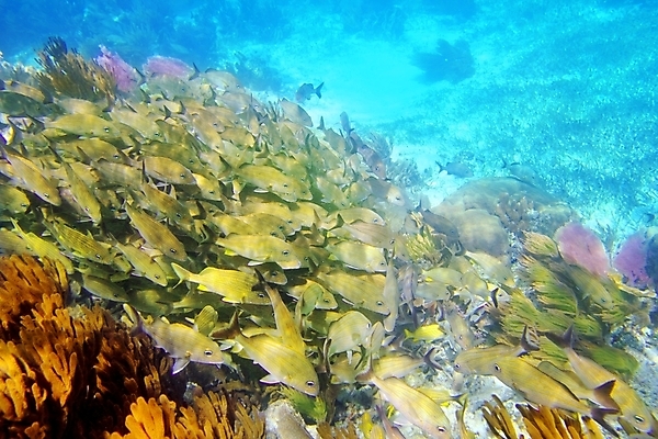 포토 JPG 해외이미지 식물 동물 야생동물 모래 스포츠 바다 섬 백그라운드 학교 자연 휴가 멕시코 어류 풍경 사람없음 물 파란색 컬러풀 노란색 바닷속 수중 수영 탐험 스노클링 산호 다이빙 암초 마야 깊이 소금물 이국적 해외202004 해외포토 자연요소 교육 컬러 북아메리카 수중동물 수상스포츠 자포동물 생태계 마야문명 수중스포츠 파일형식 이미지허브