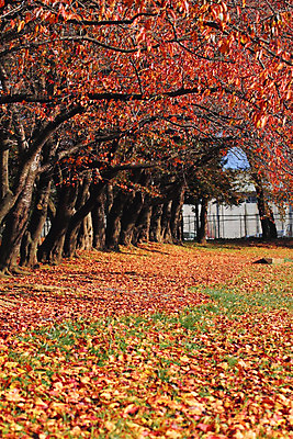 포토 JPG 해외이미지 나무 식물 계절 아시아 백그라운드 단풍 잎 오렌지 자연 사람없음 빨간색 노란색 일본 가을 질감 내추럴 해외202004 해외포토 나라 컬러 과일 생태계 파일형식 이미지허브