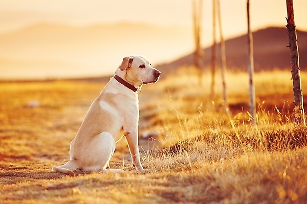 포토 JPG 해외이미지 동물 길 여행 자국 자연 휴식 산 앉기 풍경 사람없음 야외 반려동물 일출 황혼 일몰 놀람 새벽 하이킹 농촌 시골 기다림 개 고독 래브라도리트리버 버리기 언덕 즐거움 송곳니 기르기 신앙심 인내 충실 혼자 해외202004 영광군 해외포토 자연요소 감정 컨셉 포유류 모션 레저 표정 노을 리트리버 치아 전라남도 생태계 돌봄 파일형식 이미지허브