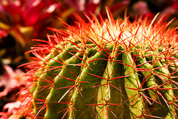 포토 JPG 해외이미지 식물 백그라운드 오렌지 자연 추상 선인장 건조 사람없음 빨간색 초록색 컬러풀 고통 사막 못 뜨거움 막대기 가시 닫기 상처 묘사 날카로움 스파이크 해외202004 해외포토 감정 컬러 무늬 과일 모션 공구 생태계 파일형식 이미지허브