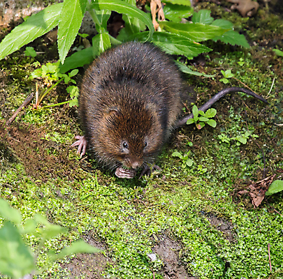 포토 JPG 해외이미지 야생동물 포유류 자연 잉글랜드 사람없음 갈색 행운 설치류 멸종 서식스 해외202004 해외포토 동물 컬러 컨셉 영국 생태계 파일형식 이미지허브