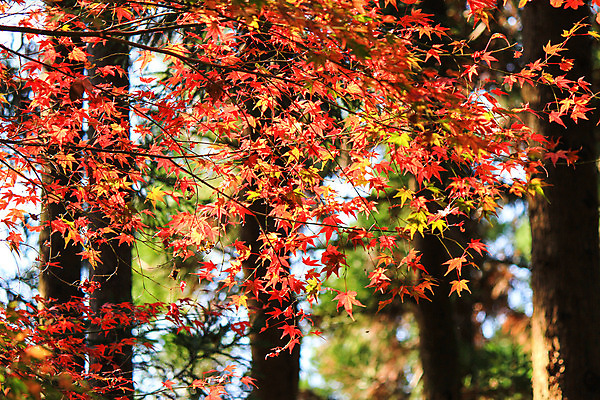 포토 JPG 해외이미지 나무 식물 계절 공원 실루엣 도로 여행 백그라운드 무지개 잎 패턴 자연 하늘 지붕 휴식 풍경 사람없음 빨간색 파란색 빛 컬러풀 햇빛 태양 정원 일본 활발 덮개 가을 나뭇가지 신선 보행로 닫기 숲 그늘 오솔길 강렬 해외202004 해외포토 자연요소 공공시설 아시아 길 컬러 컨셉 무늬 교통시설 모션 촬영기법 뚜껑 생태계 파일형식 이미지허브