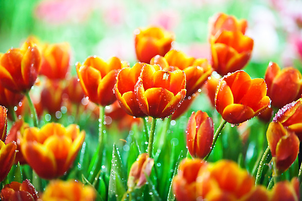 포토 JPG 해외이미지 식물 계절 공원 꽃 꽃다발 백그라운드 잎 꽃무늬 밭 자연 부활절 발렌타인데이 3 사람없음 야외 빨간색 초록색 여름 컬러풀 햇빛 태양 노란색 정원 보라색 침묵 봄 튤립 벚꽃 광선 축하 신선 닫기 5월 꽃집 엽서 내추럴 강렬 블러 해외202004 해외포토 자연요소 공공시설 기념일 컬러 컨셉 무늬 농업 모션 데이이벤트 상점 소리 날짜 편지 생태계 파일형식 이미지허브