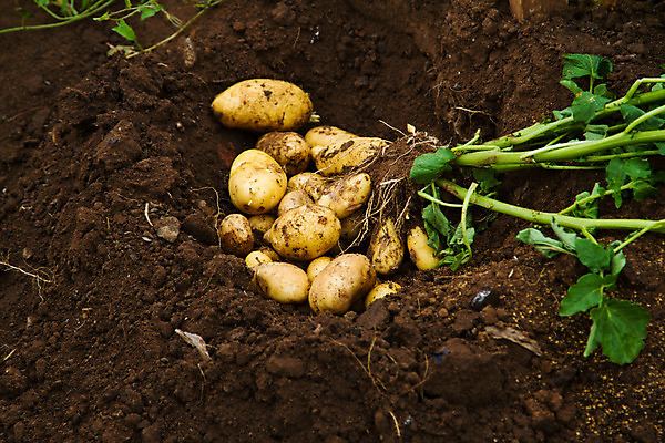 포토 JPG 해외이미지 식물 음식 잎 밭 농업 채소 감자 사람없음 야외 초록색 농작물 농장 갈색 정원 수확 가을 신선 유기농 날것 뿌리 먼지 진흙 흙더미 해외202004 해외포토 웰빙 계절 산업 컬러 흙 파일형식 더미 이미지허브