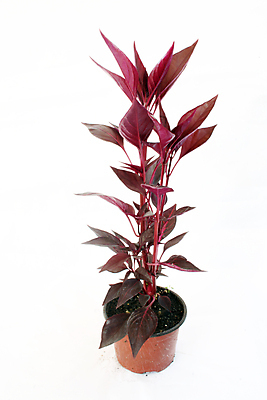 포토 JPG 해외이미지 식물 꽃 산업 문화 꽃무늬 농업 사람없음 초록색 농장 정원 놀이방 신선 원예 내추럴 밭일 온실 해외202004 해외포토 컬러 무늬 취미 파일형식 이미지허브