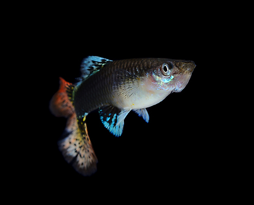 포토 JPG 해외이미지 동물 남자 백그라운드 이동 오렌지 모션 자연 어류 사람없음 장식 빨간색 물 반려동물 유행 검은색 수중 수영 신선 공작 꼬리 탱크 수족관 강렬 고립 해외202004 해외포토 자연요소 컬러 컨셉 과일 조류 사람 수중동물 수상스포츠 생태계 파일형식 이미지허브