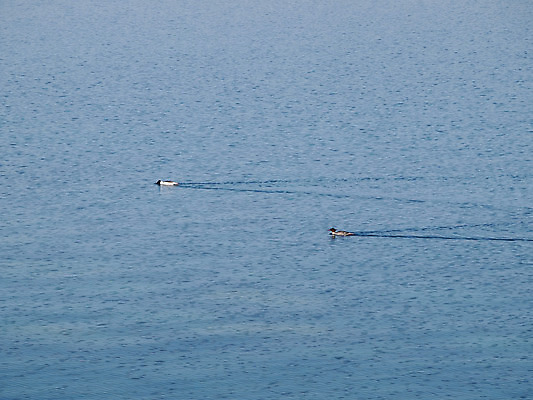 포토 JPG 해외이미지 동물 남자 호수 야생동물 백그라운드 자연 조류 오리 사람없음 야외 초록색 물 파란색 빛 강 반사 수영 연못 깃털 내추럴 해외202004 해외포토 자연요소 컬러 사람 수상스포츠 생태계 파일형식 이미지허브