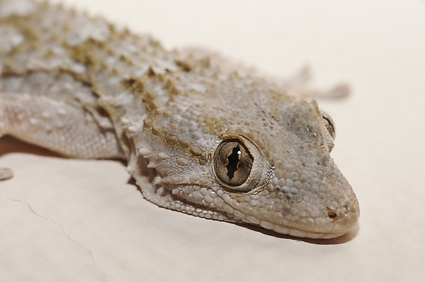 포토 JPG 해외이미지 동물 유럽 벽 파충류 자연 주택 사람없음 갈색 머리 회색 묘사 도마뱀 해외202004 해외포토 나라 컬러 건물 신체부위 생태계 파일형식 이미지허브