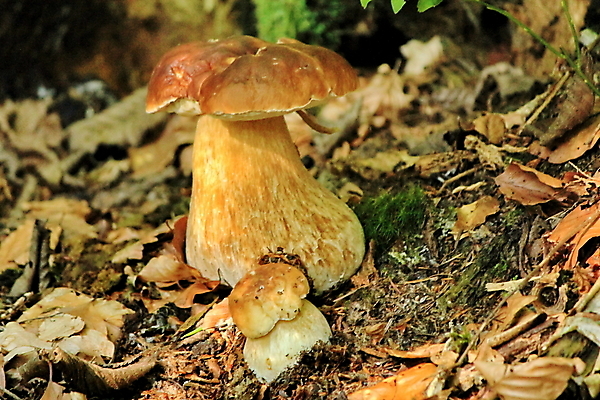 포토 JPG 해외이미지 식물 계절 음식 백그라운드 다이어트 채소 재료 자연 건강 이끼 요리 사람없음 여름 갈색 버섯 가을 흰색 신선 그룹 숲 유기농 날것 내추럴 고립 곰팡이 그물버섯 식용 캡모자 해외202004 해외포토 모자_잡화 웰빙 컬러 생태계 파일형식 이미지허브