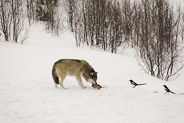 포토 JPG 해외이미지 나무 동물 야생동물 음식 겨울 조류 털 사람없음 숲 위험 먹이 먹기 사냥 육식동물 사냥꾼 늑대 해외202004 해외포토 식물 직업 계절 컨셉 포유류 모션 파일형식 이미지허브