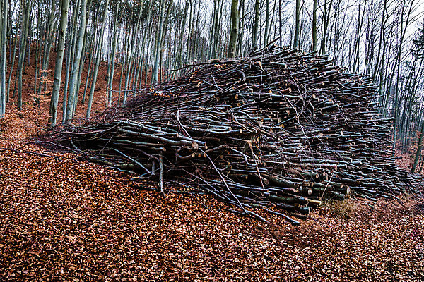 포토 JPG 해외이미지 나무 식물 조각 잎 자연 하늘 건조 사람없음 야외 목재 갈색 쌓기 회색 에너지 가을 나뭇가지 시골 막대기 주식 숲 큼 자르기 언덕 연료 자원 벌거벗은 많음 해외202004 해외포토 계절 컬러 컨셉 재료 모션 금융 크기 생태계 파일형식 이미지허브