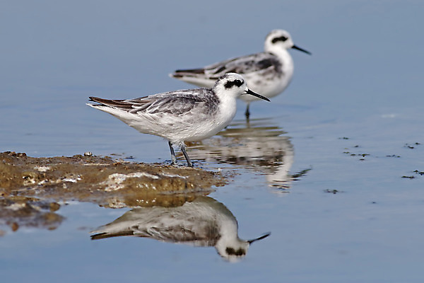 포토 JPG 해외이미지 동물 여자 남자 아시아 얼굴 야생동물 바다 백그라운드 날개 자연 조류 사람없음 야외 가로 컬러풀 머리 환경 닫기 깃털 꼬리 부리 소금 서식지 생태학 이국적 해외202004 해외포토 교육 나라 컬러 모션 사람 신체부위 생태계 파일형식 이미지허브