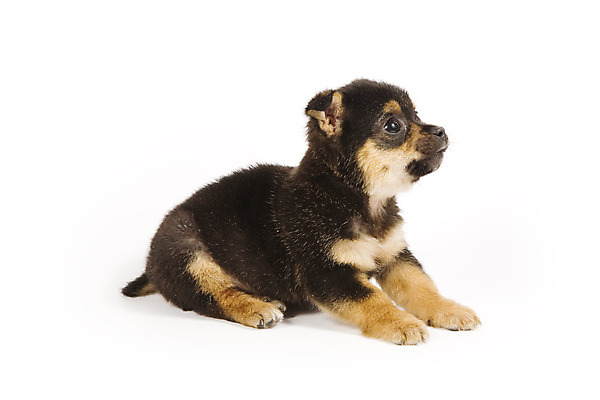 포토 JPG 해외이미지 동물 포유류 털 사람없음 반려동물 흰색 아기 개 달콤 강아지 모피 송곳니 고립 해외202004 해외포토 컬러 사람 맛 치아 파일형식 이미지허브