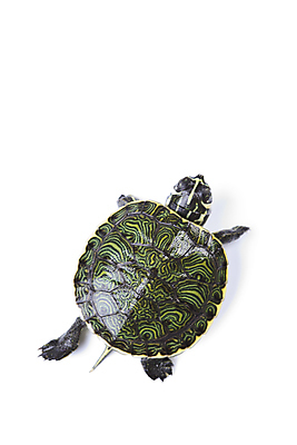 포토 JPG 해외이미지 동물 길 야생동물 바다 패턴 파충류 자연 휴식 생물 사람없음 반려동물 달리기 머리 수영 젖음 껍질 연못 거북이 보호 오브젝트 속도 방패 느림 고립 등딱지 옛날 인내 해외202004 해외포토 컨셉 무늬 모션 신체부위 수상스포츠 생태계 파일형식 이미지허브