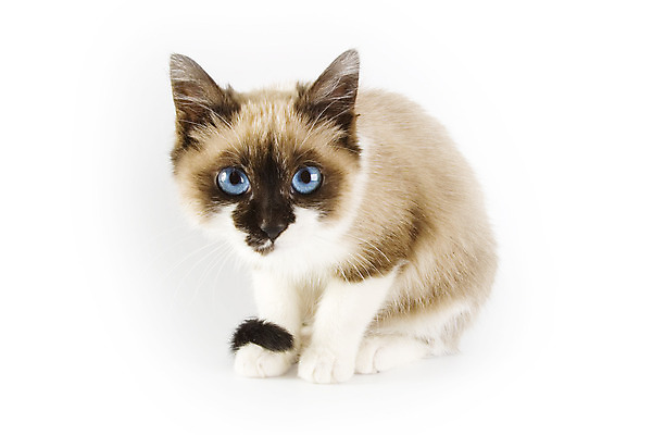 포토 JPG 해외이미지 동물 포유류 포옹 수염 털 사람없음 반려동물 고양이 흰색 표현 달콤 작음 모피 만족 고립 동반자 해외202004 해외포토 감정 컬러 안기 맛 크기 파일형식 이미지허브