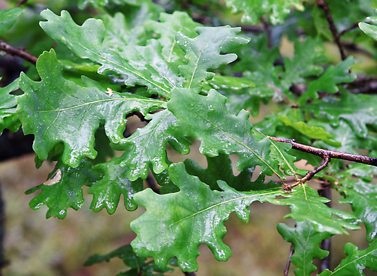 포토 JPG 해외이미지 나무 식물 계절 잎 자연 사람없음 야외 초록색 물 봄 젖음 떨어짐 숲 해외202004 해외포토 자연요소 컬러 컨셉 생태계 파일형식 이미지허브
