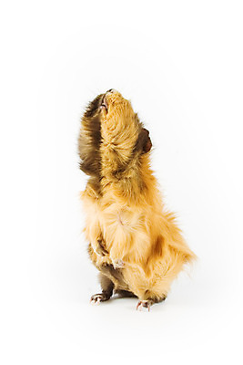 포토 JPG 해외이미지 동물 포유류 수염 털 사람없음 반려동물 갈색 검은색 흰색 돼지 설치류 작음 모피 자르기 코 귀 고립 해외202004 해외포토 컬러 모션 신체부위 크기 파일형식 이미지허브