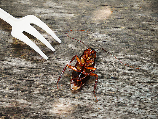 포토 JPG 해외이미지 곤충 백그라운드 신체 탁자 아파트 주택 안테나 건강 사람없음 목재 갈색 주방 검은색 죽음 닫기 해충 벌레 질병 먼지 기어가기 고립 위생관리 오싹 해외202004 해외포토 나무 동물 컬러 가구 재료 통신 의학 모션 관리 건물 파일형식 이미지허브