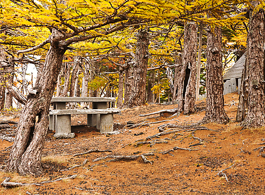 포토 JPG 해외이미지 나무 디자인 계절 공원 백그라운드 단풍 잎 패턴 자연 벽지 하늘 그림자 풍경 사람없음 야외 장식 빨간색 컬러풀 햇빛 태양 갈색 일본 활발 젖음 달력 가을 나뭇가지 변화 황금 숲 질감 장면 진홍색 내추럴 러시아인 엘리먼트 해외202004 해외포토 자연요소 서양인 식물 공공시설 아시아 컬러 컨셉 무늬 생태계 파일형식 이미지허브
