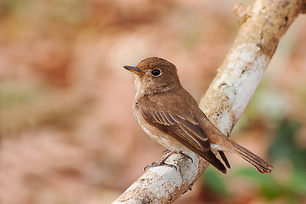 포토 JPG 해외이미지 동물 야생동물 자연 조류 사람없음 갈색 나뭇가지 점 해외202004 해외포토 나무 컬러 생태계 파일형식 이미지허브