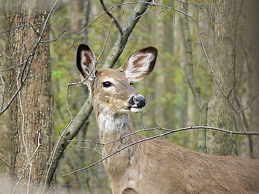 포토 JPG 해외이미지 나무 동물 계절 공원 야생동물 밭 포유류 자연 휴식 뿔 사람없음 야외 갈색 머리 쌓기 달러 흰색 나뭇가지 시골 숲 방목 바퀴자국 싱글 꼬리 사냥 귀 내추럴 동물상 아기사슴 암사슴 해외202004 해외포토 식물 공공시설 새끼 컬러 컨셉 돈 농업 자국 모션 사슴 신체부위 조형물 축산업 암컷 생태계 파일형식 이미지허브
