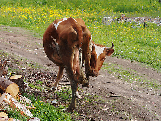 포토 JPG 해외이미지 동물 밭 포유류 자연 풍경 사람없음 여름 농장 마을 소고기 소 먹이 방목 동물상 송아지고기 해외202004 해외포토 계절 농업 육류 조형물 축산업 생태계 파일형식 이미지허브