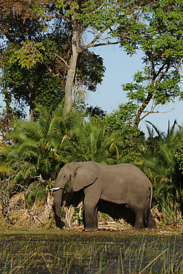 포토 JPG 해외이미지 동물 야생동물 포유류 아프리카 자연 코끼리 사람없음 초록색 회색 습지 큼 사파리 보츠와나 해외202004 해외포토 나라 컬러 크기 생태계 파일형식 이미지허브