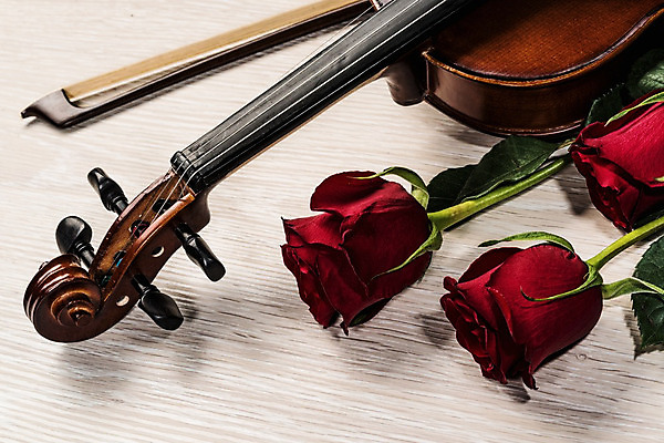 포토 JPG 해외이미지 사람없음 장미 우아함 바이올린 나무바닥 바이올린활 해외202004 해외포토 꽃 컨셉 현악기 바닥 파일형식 이미지허브