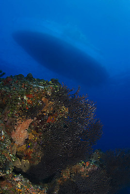 포토 JPG 해외이미지 바다 자연 표면 사람없음 물 파란색 수중 보트 수면 산호 다이빙 소금 암초 대서양 바하마 소금물 침몰 해외202004 해외포토 자연요소 컬러 배_교통 수영 자포동물 생태계 수중스포츠 파일형식 이미지허브