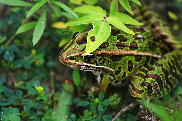 포토 JPG 해외이미지 동물 야생동물 잎 패턴 우산 자연 날씨 개구리 양서류 사람없음 초록색 젖음 점 구멍 수줍음 생태계 북쪽 서식지 표범 내추럴 땅바닥 해외202004 해외포토 식물 감정 컬러 무늬 포유류 바닥 방향 파일형식 이미지허브