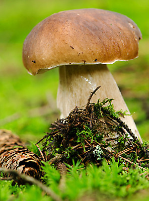 포토 JPG 해외이미지 식물 계절 공원 음식 잎 오렌지 재료 자연 휴가 건강 이끼 사람없음 야외 목재 초록색 여름 빛 컬러풀 갈색 노란색 버섯 성장 가을 흰색 신선 그룹 숲 왕 묘사 오브젝트 폴란드 내추럴 곰팡이 그물버섯 번 식용 페니 해외202004 해외포토 나무 공공시설 유럽 빵 컬러 과일 동전 생태계 파일형식 이미지허브