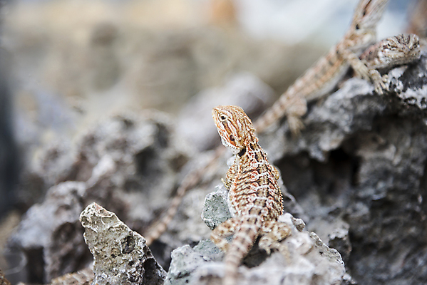 포토 JPG 해외이미지 동물 응시 야생동물 백그라운드 오렌지 파충류 자연 수염 동물원 사람없음 반려동물 햇빛 태양 노란색 우주 사막 흰색 용 자신감 닫기 호주 큼 눈금 도마뱀 이구아나 당나귀 내추럴 나쁜 고립 동물상 이국적 챔피언 해외202004 해외포토 자연요소 시선 감정 컬러 과일 모션 조형물 말_동물 오세아니아 크기 생태계 파일형식 이미지허브