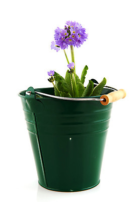 포토 JPG 해외이미지 식물 꽃 분홍색 백그라운드 자연 사람없음 세로 초록색 금속 정원 흰색 양동이 원예 고립 프리뮬러 해외202004 해외포토 컬러 재질 취미 생태계 파일형식 이미지허브