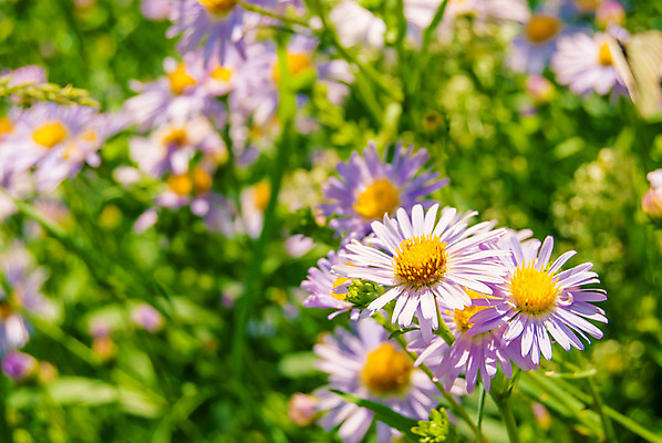포토 JPG 해외이미지 식물 계절 공원 꽃잎 꽃 잎 밭 자연 휴가 건강 풍경 사람없음 야외 장식 초록색 여름 파란색 컬러풀 태양 노란색 환경 정원 보라색 봄 들꽃 성장 벚꽃 광선 시골 신선 꽃집 허브 원예 데이지 내추럴 해외202004 해외포토 자연요소 공공시설 컬러 농업 취미 상점 생태계 파일형식 이미지허브