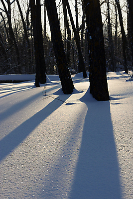 포토 JPG 해외이미지 나무 계절 공원 실루엣 길 백그라운드 크리스마스 겨울 자연 동화 날씨 불꽃 그림자 풍경 사람없음 야외 목재 파란색 빛 햇빛 태양 평화 마을 일출 환경 맑음 얼음 침묵 일몰 새벽 추위 광선 흰색 나뭇가지 숲 서리 내추럴 땅바닥 삼림지대 눈내림 해외202004 해외포토 자연요소 식물 공공시설 기념일 컬러 컨셉 재료 불 바닥 눈_날씨 촬영기법 노을 소리 생태계 파일형식 이미지허브