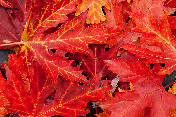 포토 JPG 해외이미지 계절 백그라운드 단풍 잎 오렌지 프레임 사람없음 장식 빨간색 컬러풀 공백 할로윈 회색 수확 가을 11월 질감 추수감사절 10월 해외202004 해외포토 식물 기독교 컬러 농업 과일 날짜 파일형식 이미지허브