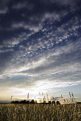포토 JPG 해외이미지 나무 구름 유럽 줄기 밭 자연 하늘 풍경 사람없음 여름 태양 노란색 황혼 일몰 새벽 시골 땅 폴란드 수평선 해외202004 해외포토 자연요소 식물 계절 나라 컬러 농업 노을 생태계 파일형식 이미지허브