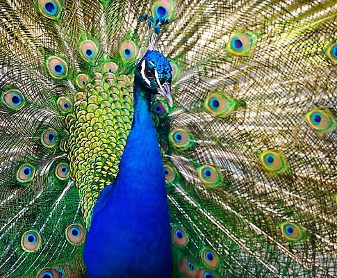 포토 JPG 해외이미지 동물 1 남자 야생동물 백그라운드 패턴 자연 조류 성인 사람없음 옆모습 가로 세로 초록색 파란색 컬러풀 머리 우주 전시 활발 흰색 우아함 닫기 공작 깃털 부리 목 보여주기 짝짓기 계산서 고립 터키석 해외202004 해외포토 뷰포인트 컬러 컨셉 무늬 모션 사람 신체부위 보석 생태계 파일형식 이미지허브