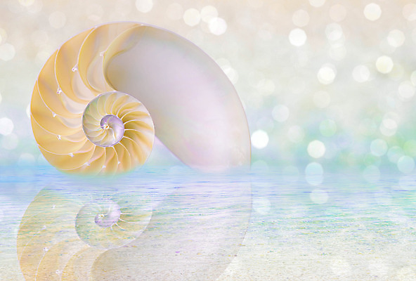 포토 JPG 해외이미지 모래 패턴 곡선 하늘 조개 나선형 사람없음 햇빛 일출 소용돌이 껍질 만 자르기 회의실 질감 부드러움 내추럴 무한 앵무조개 해외202004 해외포토 선 무늬 모션 어패류 태양 노을 회오리 감각 파일형식 이미지허브