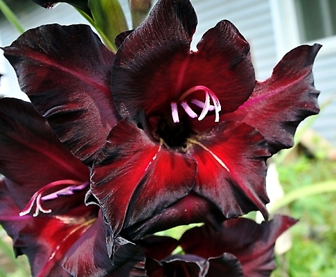 포토 JPG 해외이미지 식물 계절 꽃잎 꽃 백그라운드 2 꽃무늬 자연 종류 사람없음 빨간색 정원 기쁨 벚꽃 신선 개화 칼 맛 낟알 원예 코 땅바닥 해외202004 해외포토 감정 컬러 컨셉 무늬 바닥 취미 신체부위 생태계 파일형식 이미지허브