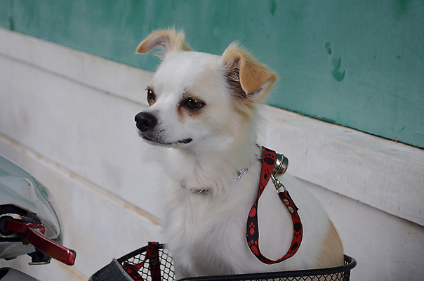 포토 JPG 해외이미지 털 손잡이 앉기 사람없음 빛 바구니 자전거 오토바이 바 기다림 개 귀 주둥이 송곳니 해외202004 해외포토 포유류 모션 신체부위 바이크 치아 파일형식 이미지허브