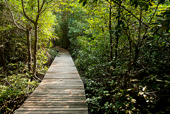 포토 JPG 해외이미지 나무 식물 계절 공원 아시아 야생동물 바다 여행 백그라운드 잎 태국 자연 하늘 휴가 풍경 사람없음 야외 목재 빨간색 초록색 물 여름 강 갈색 평화 환경 봄 나뭇가지 시골 보호 숲 뿌리 장면 내추럴 전국 해외202004 해외포토 자연요소 동물 공공시설 나라 컬러 컨셉 재료 생태계 파일형식 이미지허브