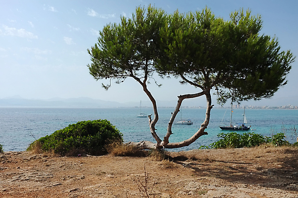 포토 JPG 해외이미지 나무 바다 여행 하늘 휴가 따뜻함 사람없음 물 파란색 해외202004 해외포토 자연요소 식물 컬러 파일형식 이미지허브