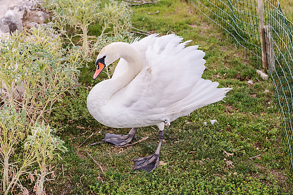 포토 JPG 해외이미지 주간 한마리 호수 사람없음 백조 해외202004 해외포토 자연요소 1 조류 파일형식 이미지허브